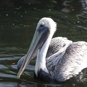 Eastern Brown Pelican at Halle, 04/09/11