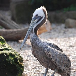 Californian Brown Pelican at Halle, 04/09/11