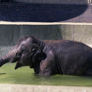 1980s elephant