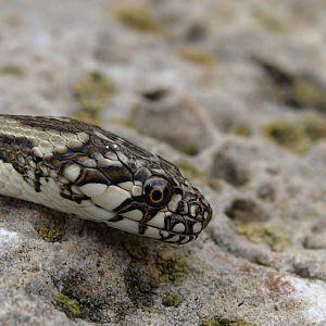 Amphibians and reptiles