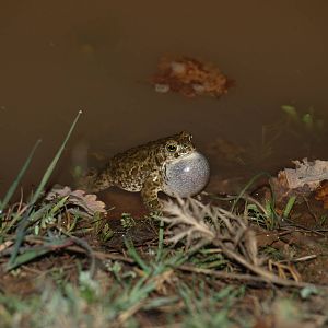 Amphibians and reptiles