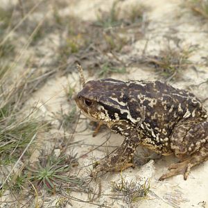 Amphibians and reptiles