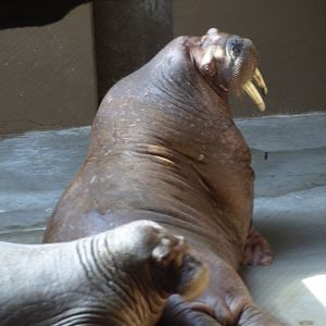 Walruses outside water