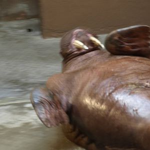 Walruses outside water