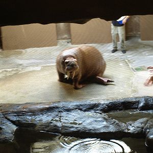 Walruses outside water