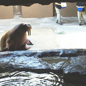 Walruses outside water