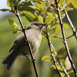 Bellbird (Anthornis melanura melanura), immature
