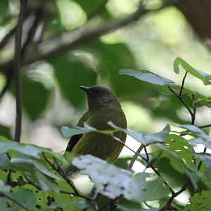 Bellbird (Anthornis melanura melanura), male
