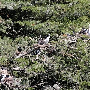 Cormorant rookery