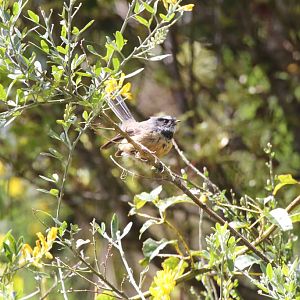 New Zealand Grey Fantail (Rhipidura fuliginosa placabilis)