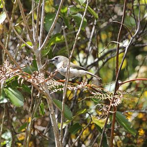 Grey Warbler (Gerygone igata)