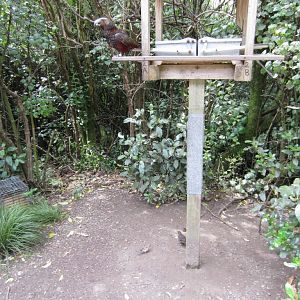 Kaka Feeding Station