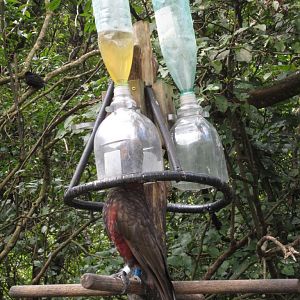 Kaka Drinking Station