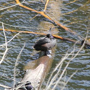 New Zealand Scaup (Aythya novaeseelandiae)