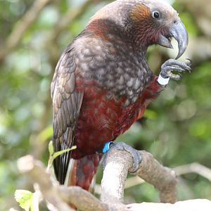 North Island Kaka (Nestor meridionalis septentrionalis