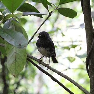 North Island Robin (Petroica australis longipes)