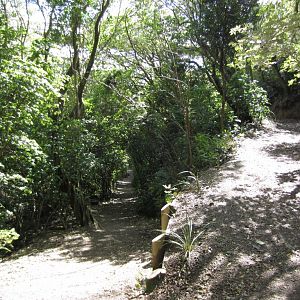 Forest paths