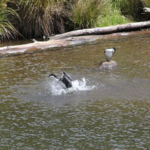 Pied Cormorants (Phalacrocorax varius)
