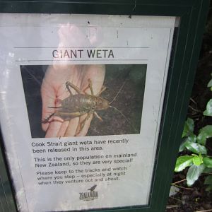 Cook Strait Giant Weta signage