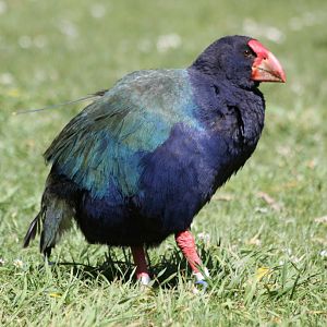 Takahe