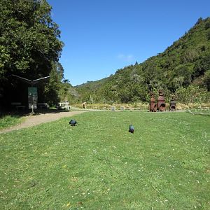 Takahe pair