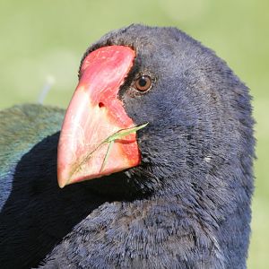 Takahe