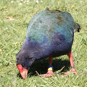 Takahe