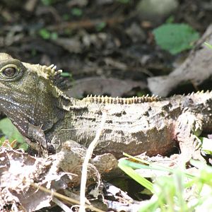 Tuatara (Sphenodon punctatus)