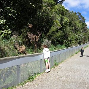 One side of the Tuatara enclosure