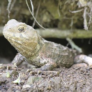 Tuatara hatchling