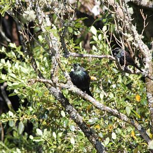 Wild Tui (Prosthemadera novaeseelandiae) pair