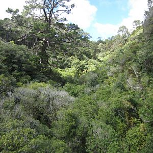 View from the Suspension bridge