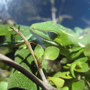 Wellington Green Gecko (Naultinus elegans punctatus)