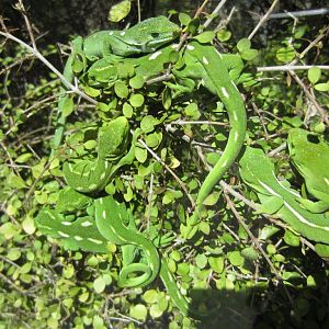 Wellington Green Gecko (Naultinus elegans punctatus)