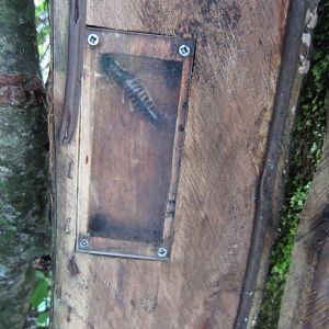 Wellington Tree Weta (Hemideina crassidens), male