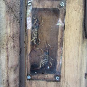 Wellington Tree Weta (Hemideina crassidens), pair