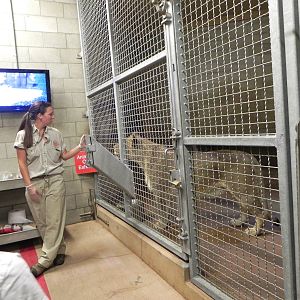 Behind the Scenes Safari Cats and Critters