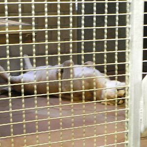 Behind the Scenes Safari Cats and Critters