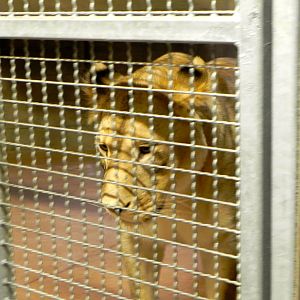 Behind the Scenes Safari Cats and Critters