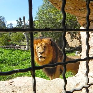 Behind the Scenes Safari Cats and Critters