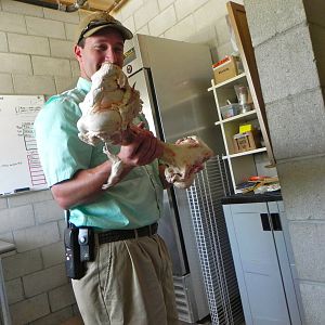 Behind the Scenes Safari Cats and Critters