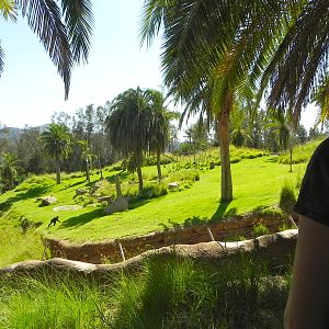 Behind the Scenes Safari Cats and Critters