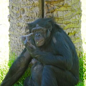 Behind the Scenes Safari Cats and Critters