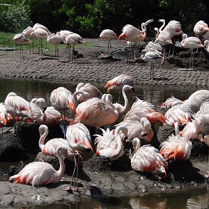 Flamingos nesting