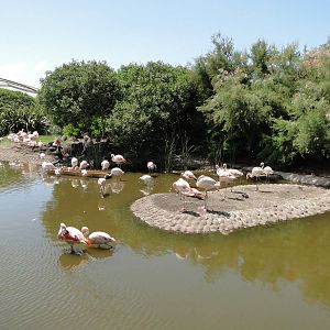 Chilean Flamingo lagoon