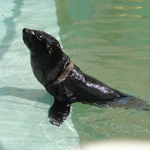 Baby sea lion in rehabilitation