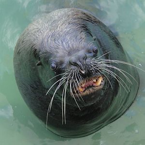 South American sea lion