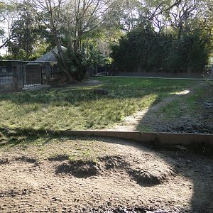 Second Pygmy hippo exhibit