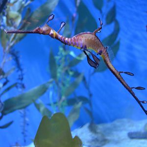 Sea Dragon