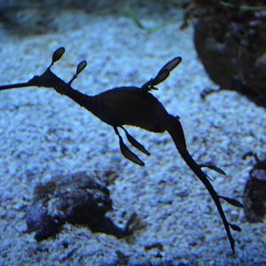 Sea Dragon